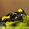 Salamandre Tachetée ( DV49 )