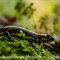 Salamandre Tachetée ( DV50 )