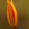 Tulipe Australe (Tulipa sylvestris subsp.australis - DF7)