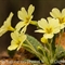 Primevère à grandes fleurs ( Primula vulgaris subsp. vulgaris - DF199)