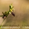 Ophrys Araignée (de Mars) - Ophrys aranifera subsp. aranifera - DF 175)
