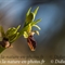 Ophrys Araignée (de Mars) - Ophrys aranifera subsp. aranifera - DF 177)