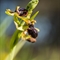 Ophrys Araignée (de Mars) - Ophrys aranifera subsp. aranifera - DF 180)