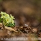 Primevère à grandes fleurs ( Primula vulgaris subsp. vulgaris - DF203)