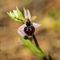 Ophrys Splendide (Ophrys splendida - DF224)