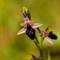 Ophrys Splendide (Ophrys splendida - DF226)