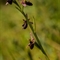 Ophrys Splendide (Ophrys splendida DF227)