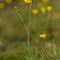 Renoncule Flammette (Ranunculus flammula - Aveyron - DF41)
