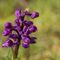 Orchis ( Aveyron - DF43)