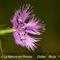 Oeillet de Montpellier ( Dianthus hyssopifolius - Aveyron - DF44)