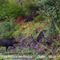 Sanglier ( faune de l'Aveyron - FD23)