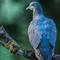 Pigeon Ramier ( juvénile -OD365)