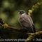 Pigeon Ramier ( OD518)