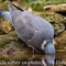 Pigeon Ramier ( OD470)