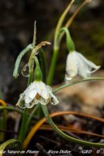 Un joyau du Mont Ventoux, La Nivéole de Fabre (Leucojum fabrei)