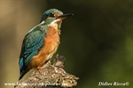 Exposition "Au coeur de la nature " Ville De Caumont Sur Durance