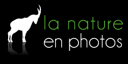 La nature en photos