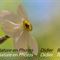 Narcisse des Poètes (Narcissus poeticus - cc19)