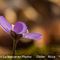 Anémone Hépatique (Anemone hepatica ( cc10)