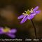 Anémone Hépatique (Anemone hepatica ( cc11)