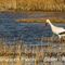 Marais de Camargue et Cigogne Blanche (CC11)