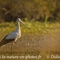 Cigogne Blanche (CC109)