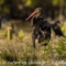 Cigogne Noire (CC113)
