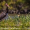 Cigogne Noire ( Camargue -CC114)