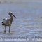 Cigogne Blanche (CC119)