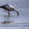 Cigogne Blanche (CC123)