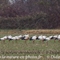 Cigogne Blanche (CC74)