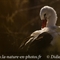 Cigogne Blanche (CC81)