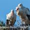 Couple de Cigogne Blanche (CC2)