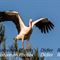 Cigogne Blanche (Camargue - CC3)