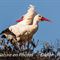 suivie par une parade... ( Cigogne Blanche - CC18)