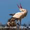 Cigogne Blanche en parade nuptiale ( CC36)