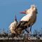 Parade en Camargue... (Cigogne Blanche - CC37)