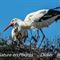Cigogne Blanche (CC41)