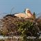 Cigogne Blanche au nid ( CC26)