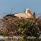 Cigogne Blanche au nid ( CC26)