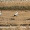 Cigogne Blanche et Aigrette Garzette ( CC9)