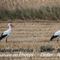 Cigogne Blanche (CC38)