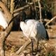 Ibis Sacré ( image réalisée à Pont de Gau - IC4)