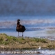 Ibis Falcinelle (IC46)