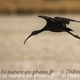 Ibis Falcinelle (IC57)