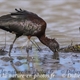 Ibis Falcinelle (IC88)