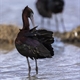 Ibis Falcinelle (IC70)