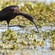 Ibis Falcinelle (IC36)