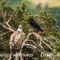 Vautour Fauve et Grand Corbeau(Lozère - OAV75)