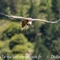 Vautour Fauve (VB 374 )